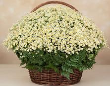 Цветочная композиция из Ромашки в корзине #REPLACE_PRED# Поселке станции Бронницы