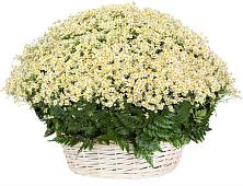 Цветочная композиция из Ромашки в корзине #REPLACE_PRED# Поселке станции Бронницы